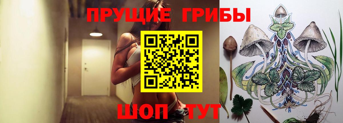 Псилоцибиновые грибы Psilocybine cubensis Кисловодск